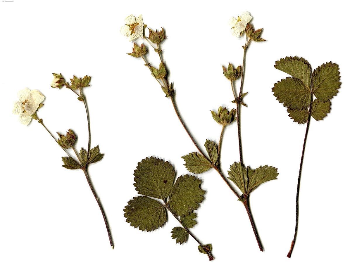 Drymocallis rupestris (Rosaceae)